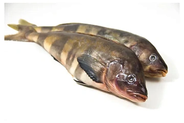 Терпуг неразделанный свежемороженый  Фото Терпуг неразделанный свежемороженый