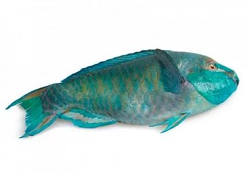 Рыба-попугай PARROTFISH(SCARUS SPP) целая,непотрошеная с/м Фото Рыба-попугай PARROTFISH(SCARUS SPP) целая,непотрошеная с/м