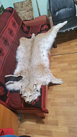 Ковер из рыси 140 см с когтями